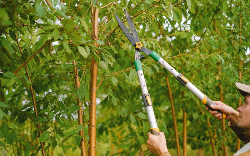 Tree trimming in Yuma, CO